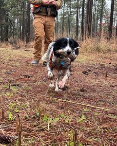 Bird Dogs