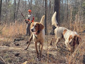 Bird Dogs