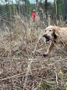 Bird Dogs