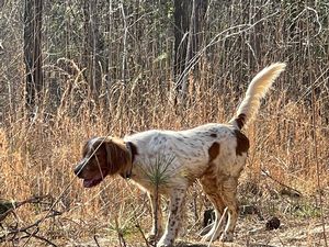 Bird Dogs