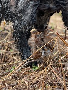 Bird Dogs