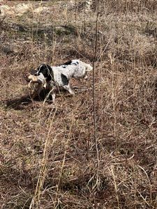 Bird Dogs