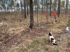 Bird Dogs