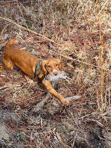 Bird Dogs