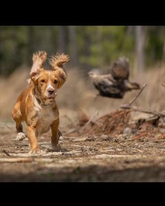 upland hunts