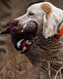 Bird Dogs