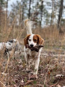 Bird Dogs