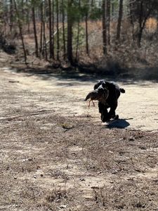 Bird Dogs