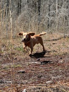 Bird Dogs