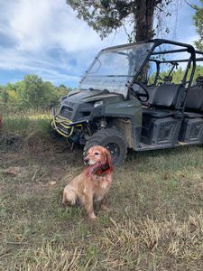 upland hunts