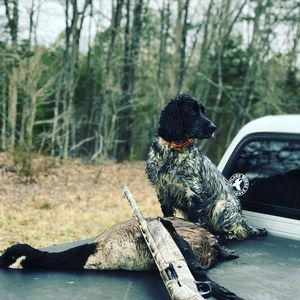 upland hunts