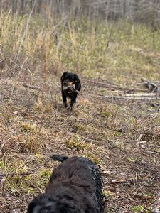 Bird Dogs