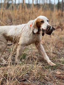 Bird Dogs