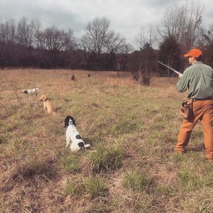 upland hunts