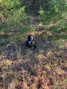 upland hunts