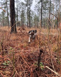 Bird Dogs