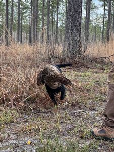 Bird Dogs