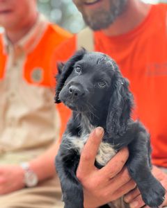 Bird Dogs