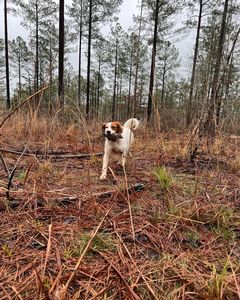 Bird Dogs