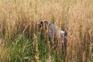 Bird Dogs