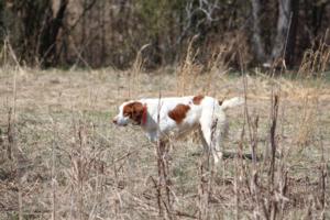 Bird Dogs