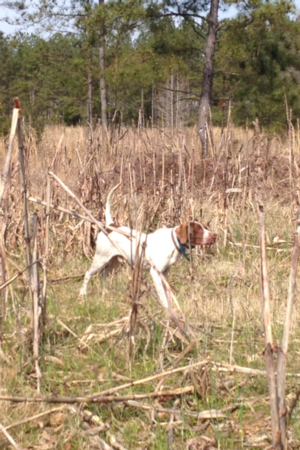 Bird Dogs