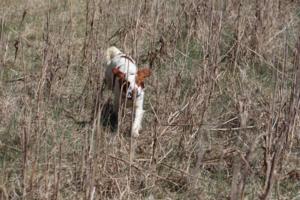 Bird Dogs